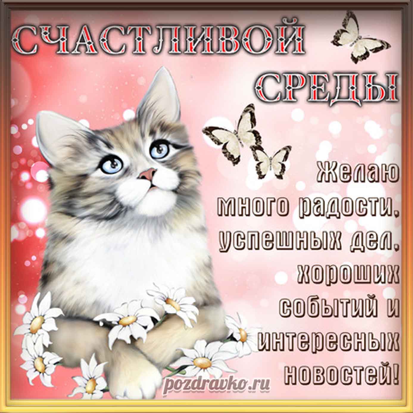 Открытка - картинка счастливой среды с котиком и пожеланием. Скачать бесплатно или отправить картинку.
