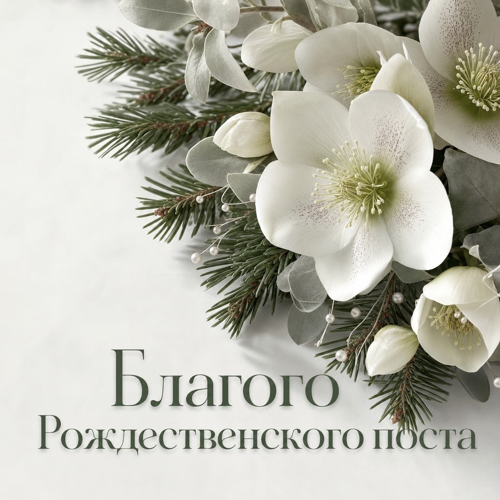 Нежная открытка к началу Рождественского поста с реалистичными белыми морозниками и хвойными ветвями.