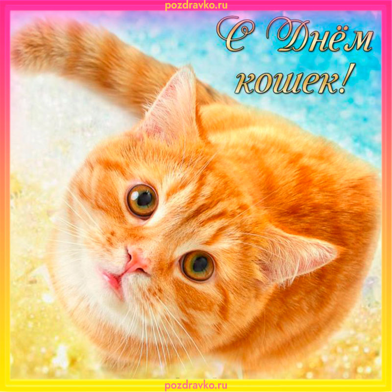 Поздравительная открытка с котом