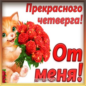 Открытка прекрасного четверга с котиком и букетом красных роз
