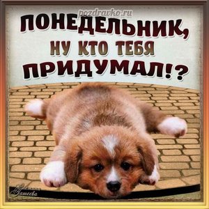 Смешная открытка на Понедельник