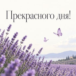 Открытка «Прекрасного дня!» с лавандовым полем