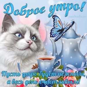 Открытка Доброе Утро с котиком бабочкой и пожеланием