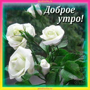 Открытка доброе утро с красивыми розами