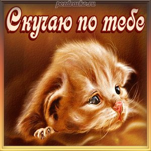 Картинка скучаю по тебе с грустным котиком