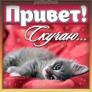 Картинка скучающая кошечка привет скучаю