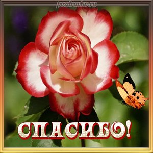 Картинка спасибо с красной розой