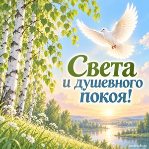 Троица — открытка «Света и душевного покоя!» с белым голубем над берёзовой рощей